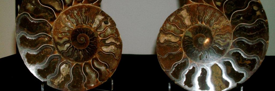 Fossils